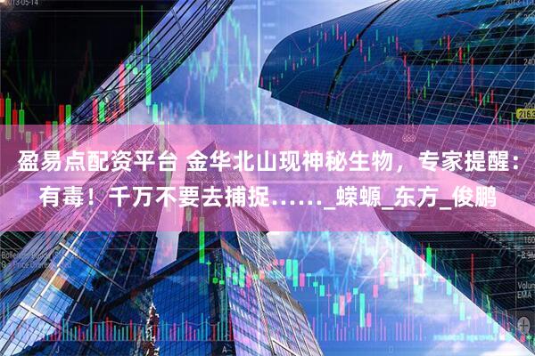 盈易点配资平台 金华北山现神秘生物，专家提醒：有毒！千万不要去捕捉……_蝾螈_东方_俊鹏